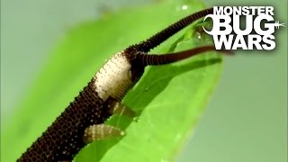 Harvestman vs Velvet Worm  MONSTER BUG WARS [upl. by Krischer913]