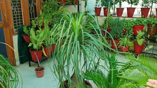 Care of Nolina Palm  Ponytail Palm  Elephant Foot Palm  How to Grow and Care Nolina Palm [upl. by Llertnahs163]