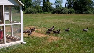 Freeranging the guineafowl on our suburban farm  Ep 44 [upl. by Obara908]