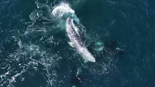 Over 30 Killer Whales attacking 2 ADULT Gray Whales [upl. by Michele]