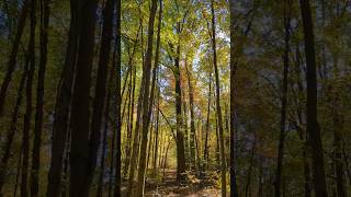 UNIQUE FALL EXPERIENCE HUNDREDS OF MIGRATING BIRDS in the FOREST forest birds [upl. by Idurt]