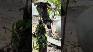 Hawk Eagle Owl Wildlife Animal EagleHawkOwl hawk vs snake Owl vs snake fight Eagle Vs Snake [upl. by Nobe575]