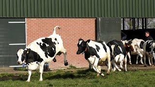 Het is lente Weidegang koeien weer naar buiten Koeiendans [upl. by Reine742]