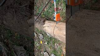 pole chainsaw using havy duty chainsaw short woodworking skills smart [upl. by Yngad]