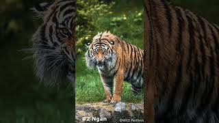 8 Largest Extinct Tigers Subspecies in History shorts [upl. by Meridith]