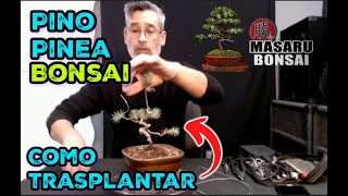 COMO EMPEZAR UN BONSAI  TRASPLANTE DE PINO PINEA [upl. by Guttery]