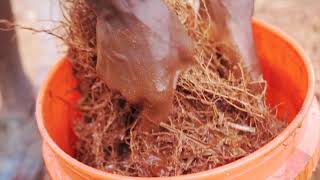 Harvesting Vetiver Root  Papa Rozier Farms [upl. by Nivlam]