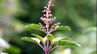 Top 10 health benefits of tulsi [upl. by Etnahsal]