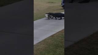 Alligator Walks Across Golf Course With Fish [upl. by Arihsa]