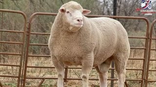 Rambouillet sheep farming in karnataka [upl. by Armillia]