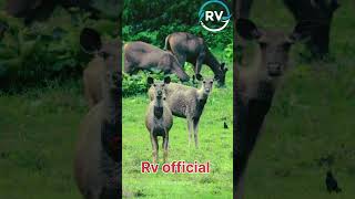 Safari parksasangir girnatioanpark nature gujarat youtube [upl. by Breech]