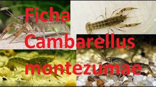 Ficha tecnica Cambarellus [upl. by Rempe320]