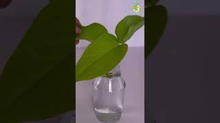 DAY 01  Neon Pothos Propagation pothos thegreenearth plants [upl. by Adelia5]