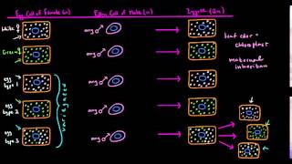 Extranuclear Inheritance Part 2 [upl. by Icart]