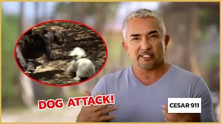 Stopping an Aggressive Dog Attack  Cesar 911 [upl. by Cranston]