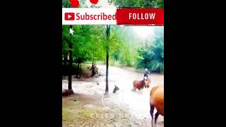 Horses dropped in river  horses  caballos  cavalli  chevaux  Pferde  лошади  马匹 [upl. by Perkin]