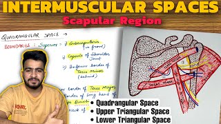 Intermuscular Spaces Anatomy  Scapular Region  Upper Limb Anatomy [upl. by Ahsinert492]