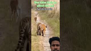 Sher Kaise Harin ko pakad raha hai tiger animals wildlife [upl. by Hjerpe]