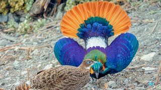 Himalayan monal Lophophorus impejanus displaying and dancing [upl. by Hollis]