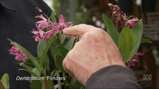 Australian Native Orchids at Australian Orchid Nursery [upl. by Nnyleuqcaj]