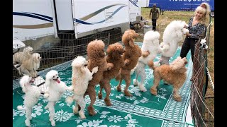 Funny Toy Poodle Puppies Videos Cute Mini Teacup Poodles Playing Miniature Poodle Barking Grooming [upl. by Corneille895]