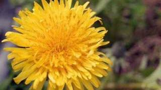 Dandelion by Tevin Campbell [upl. by Ennairod]