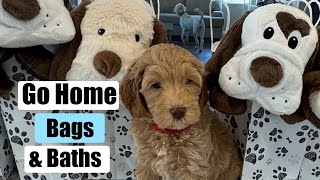 Go Home Bags amp First Baths puppy doodlepup puppylife goldendoodlepuppy [upl. by Nytsua]