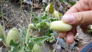 Ecballium elaterium  squirting cucumber [upl. by Hines]