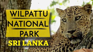 Wilpattu National Park  Sri Lanka Tourism Video [upl. by Mattheus753]