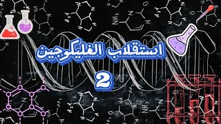 استقلاب الغليكوجين 2 Glycogen Metabolism [upl. by Anniroc]