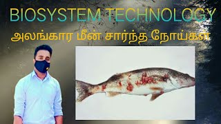 Biosystem Technology Practical  அலங்கார மீன்கள் சார்ந்த நோய்கள் [upl. by Aicirtal446]