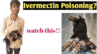 Ivermectin ToxicityPoisoning in the German Shepherd Dog  Drug Overdose  Dr SkMishra [upl. by Farrand]