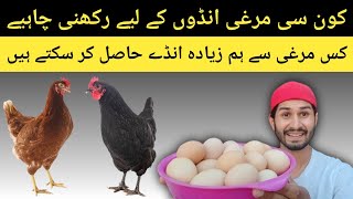 Kon Se Murgi Ando K Liya Rakhni Chahiye  Which Chicken Can We Get The Most Eggs From [upl. by Olimac826]