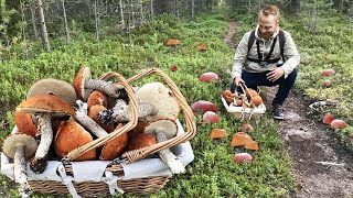 HOUBY 2024  NÁDHERNÉ Křemenáče rostou ve velkém  Plné louky OBROVSKÝCH Křemenáčů  Krásné Hřiby [upl. by Nievelt120]