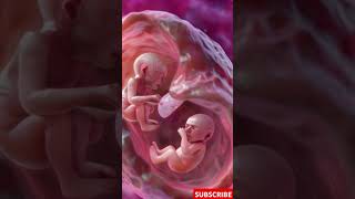 Incredible Footage of Twins Developing in the Womb [upl. by Hploda798]