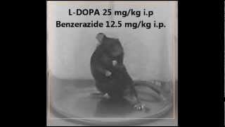 LDopa induced dyskinesia  animal model Parkinsons disease [upl. by Ronnie]