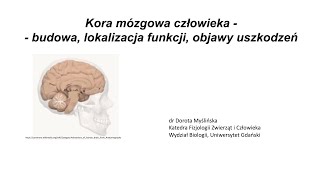 Lekcje UG  quotKora mózgowa człowieka  budowa quot  dr hab Dorota Myślińska prof UG [upl. by Noslien]