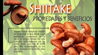 Hongos Shiitake beneficios [upl. by Thurmond]