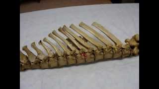 Vertebral column by dr khaled shoghy [upl. by Leraj]