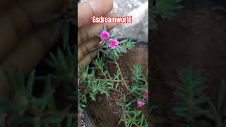 Portulaca grandiflorasucculent flowering plantpattu rose plantபட்டு ரோஸ் செடி [upl. by Charlean]