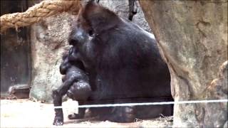 Silverback plays with his baby gorilla Ebobo with Yoko [upl. by Leatri172]