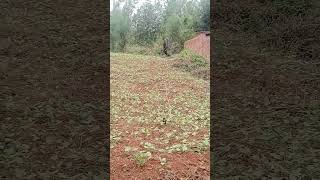 Nice plot for sale at kigali kicukiro gatenga Rebero 25M more information inbox me250728023214 [upl. by Anaicul297]