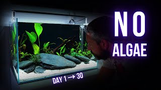 3 TIPS to PREVENT 999  of ALGAE in LOW TECH AQUARIUMS DURING CYCLING DAY 1 to DAY 30 [upl. by Theola]