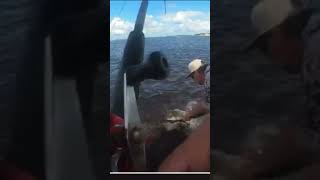 Monster fishing Fernandina Beach FL [upl. by Forrer]