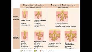 Chapter 4  Lecture B Tissues Types of Glandular Epithelium [upl. by Nithsa]