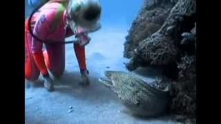 Valerie Taylor Befriends a Spotted Moray Eel [upl. by Gnal]