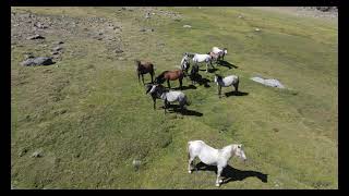 Caballos salvajes en Estados Unidos 4k  A vista de dron [upl. by Arihsan]