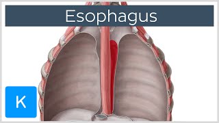 Esophagus Definition Function and Structure  Human Anatomy  Kenhub [upl. by Tarrance]