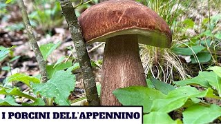 I PORCINI DELLAPPENNINO  funghi 2024 [upl. by Marilou]