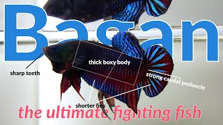 Bagan Betta Fish  The Ultimate Fighting Fish [upl. by Larrisa]